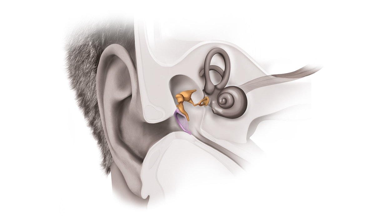 The Middle Ear The Middle Ear