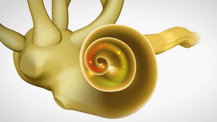 How Hearing Works